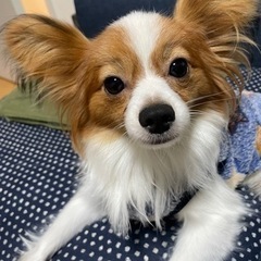 柴島でテニス
