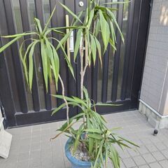 ドラセナ・コンシンネ　差し上げます