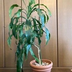 観葉植物 ドラセナ 幸福の木 