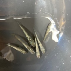 ☆メダカ☆ミックス　20匹＋aの画像
