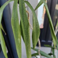 ドラセナ・コンシンネ　差し上げますの画像