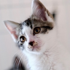 香箱♡家族ができました
