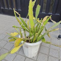 クジャクサボテン①　差し上げます