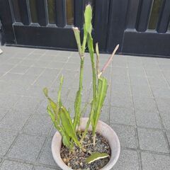 クジャクサボテン②　差し上げます