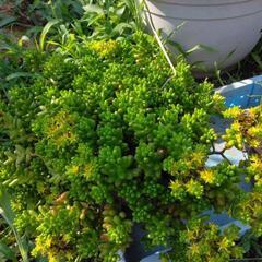 多肉植物などの画像