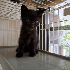 約１ヶ月のジジ似の男の子🐈‍⬛夜君🌛素敵なご家族と出会えました!