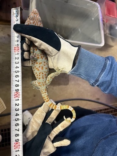 タイランドトッケイ　BIGサイズ