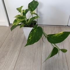 観葉植物ポトス⭐️売却先決定済み⭐️の画像