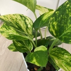 観葉植物ポトス⭐️売却先決定済み⭐️の画像