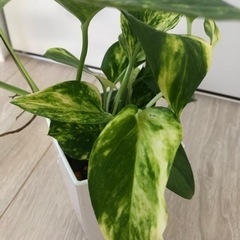 観葉植物ポトス⭐️売却先決定済み⭐️の画像