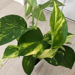 観葉植物ポトス⭐️売却先決定済み⭐️の画像