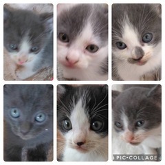 子猫　