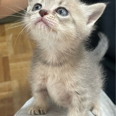 生後約1カ月　淡い色のサバトラ　メス