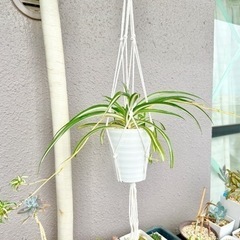 観葉植物⭐️オリヅルラン②