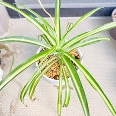 観葉植物⭐️オリヅルラン②の画像
