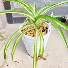 観葉植物⭐️オリヅルラン②の画像