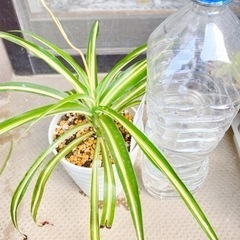 観葉植物⭐️オリヅルラン②の画像