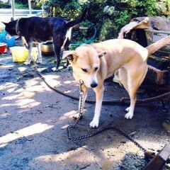 至急！大切に飼っていただける方探しています！ - 下田市