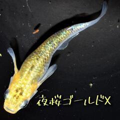 夜桜ゴールドX　稚魚１０匹　めだか　メダカ　夜桜　ゴールド　金　...