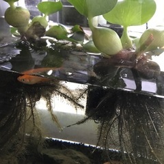 メダカの稚魚