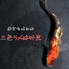 静楽庵様血統　三色ラメ体外光　稚魚１０匹　めだか　メダカ　三色