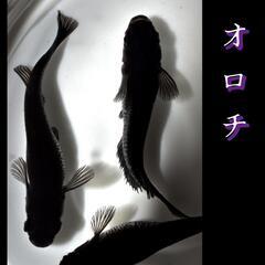オロチ　稚魚１０匹　めだか　メダカ　黒　ブラック