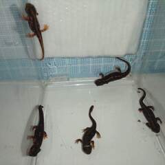 オキナワシリケンイモリ幼体5匹（上陸済み、人工餌OK、送料別）#202410の画像