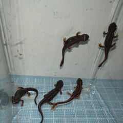 オキナワシリケンイモリ幼体5匹（上陸済み、人工餌OK、送料別）#202410の画像