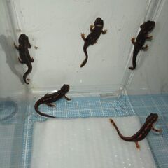 オキナワシリケンイモリ幼体5匹（上陸済み、人工餌OK、送料別）#...