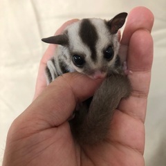 フクロモモンガノーマルお迎え募集情報！