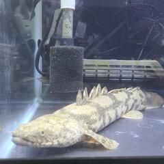 ポリプテルス　エンドリケリー　大型魚　古代魚