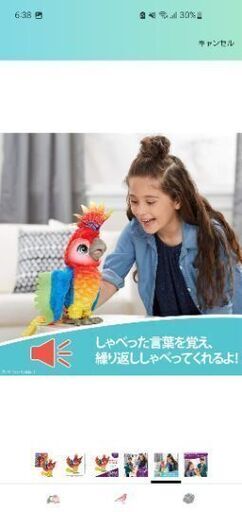 ロッカトゥ　ショーバード　箱あり