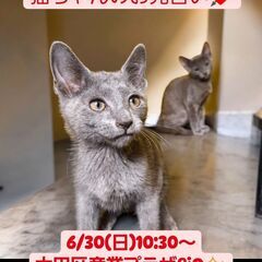 里親募集中！生後2ヵ月ロシアンブルー♂コンビ(⋈◍＞◡＜◍)。✧♡ 