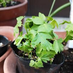植物　つる性植物風船カズラ