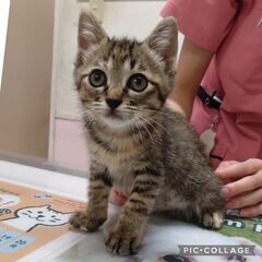 【トライアル中】とにかく人懐こいキジネコさんたち
