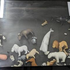 😺シャクレル
