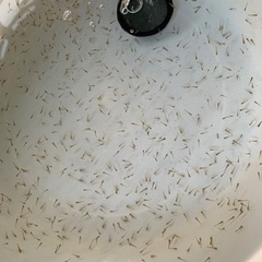 金魚 (ピンポンパールの稚魚)引き取り先決定
の画像