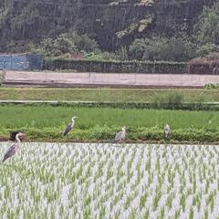 湘南茅ヶ崎　採れたて　無農薬　枝豆500g¥500円の画像
