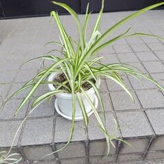 オリヅルラン①差し上げます