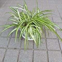 オリヅルラン②差し上げます