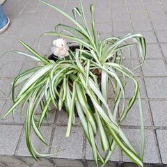 オリヅルラン③差し上げます