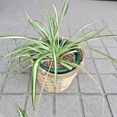 オリヅルラン④差し上げます