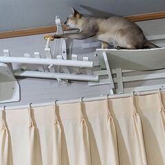 ソフトバレー