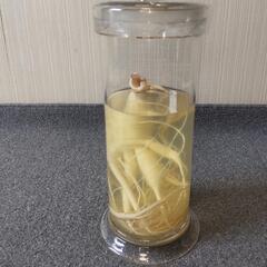 観賞用ガラスケース入　　　　　　　　　　　人参?　　大根?不明の画像