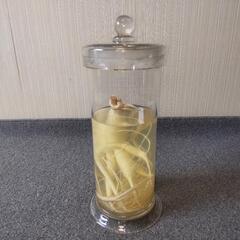 観賞用ガラスケース入　　　　　　　　　　　人参?　　大根?不明の画像