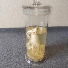 観賞用ガラスケース入　　　　　　　　　　　人参?　　大根?不明の画像