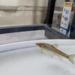 モツゴ１匹
