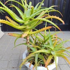 アロエ　差し上げます