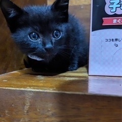 2ヶ月黒猫男の子リーフ君（トライアル中）