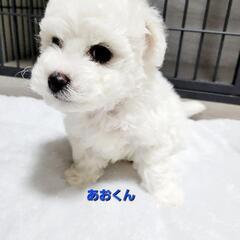 ビションフリーゼ